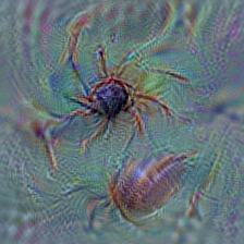 n01776313 tick